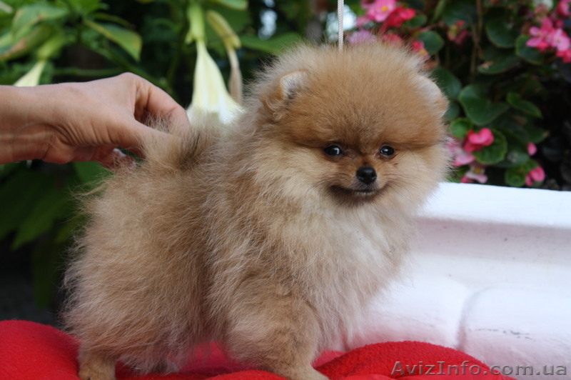 Питомник «Красный гранат» - <ro>Изображение</ro><ru>Изображение</ru> #3, <ru>Объявление</ru> #90641