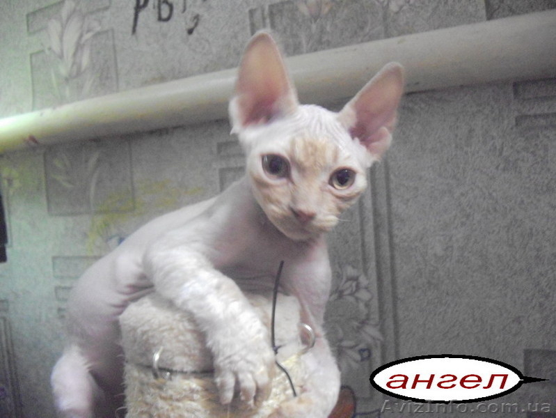 кудрявые котята девон-рекс - <ro>Изображение</ro><ru>Изображение</ru> #2, <ru>Объявление</ru> #91265