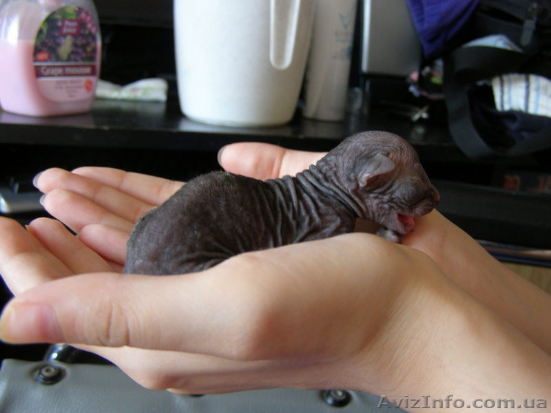 Срочно - <ro>Изображение</ro><ru>Изображение</ru> #1, <ru>Объявление</ru> #92586