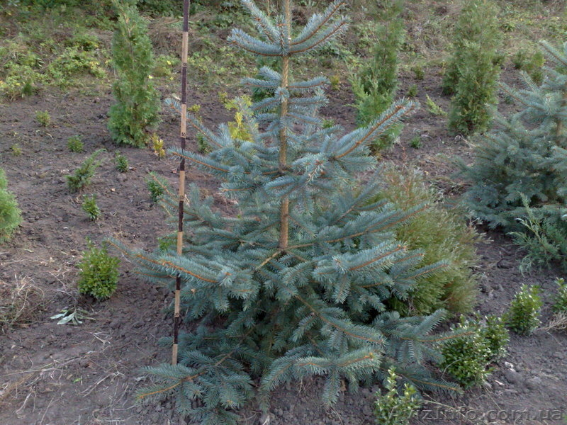 продам Декоративні сажанці  - <ro>Изображение</ro><ru>Изображение</ru> #3, <ru>Объявление</ru> #89167