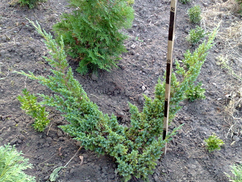 продам Декоративні сажанці  - <ro>Изображение</ro><ru>Изображение</ru> #5, <ru>Объявление</ru> #89167