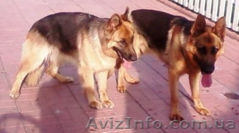 щенок немецкой овчарки - <ro>Изображение</ro><ru>Изображение</ru> #1, <ru>Объявление</ru> #91081