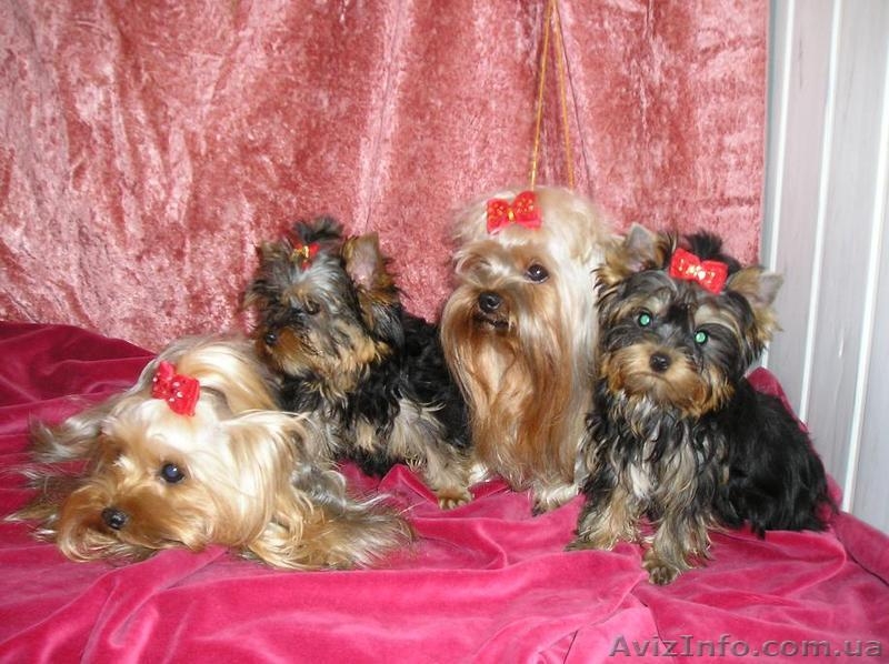 Продажа щеночков Йоркширского терьера, есть мини - <ro>Изображение</ro><ru>Изображение</ru> #5, <ru>Объявление</ru> #91131