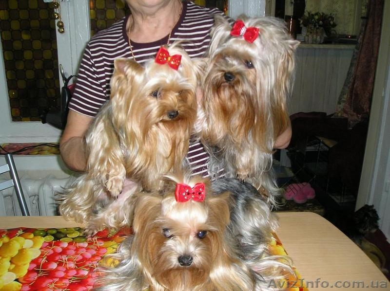 Продажа щеночков Йоркширского терьера, есть мини - <ro>Изображение</ro><ru>Изображение</ru> #3, <ru>Объявление</ru> #91131