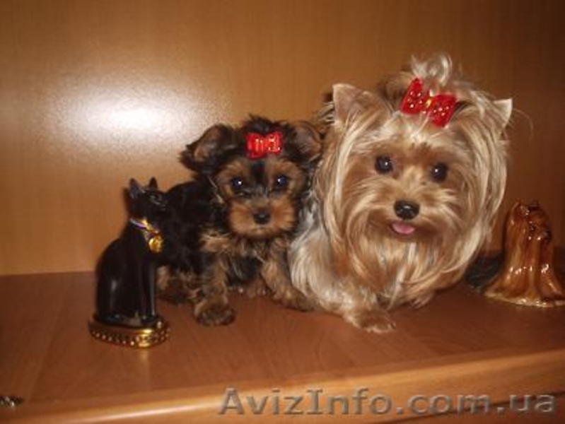 Продажа щеночков Йоркширского терьера, есть мини - <ro>Изображение</ro><ru>Изображение</ru> #4, <ru>Объявление</ru> #91131