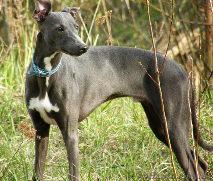 Продаются щенки уиппета - <ro>Изображение</ro><ru>Изображение</ru> #2, <ru>Объявление</ru> #88071