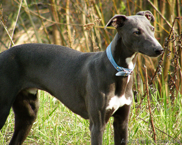 Продаются щенки уиппета - <ro>Изображение</ro><ru>Изображение</ru> #3, <ru>Объявление</ru> #88071