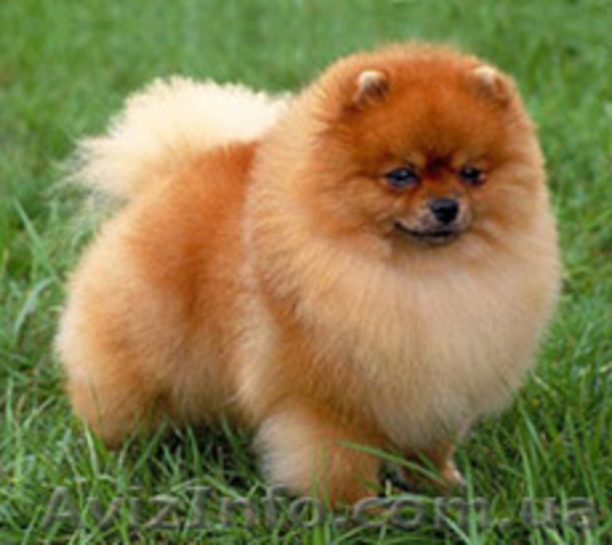 Померанский Шпиц,         - <ro>Изображение</ro><ru>Изображение</ru> #2, <ru>Объявление</ru> #91754