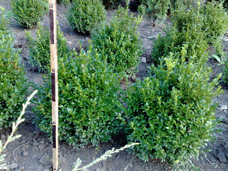 продам Декоративні сажанці  - <ro>Изображение</ro><ru>Изображение</ru> #2, <ru>Объявление</ru> #89167