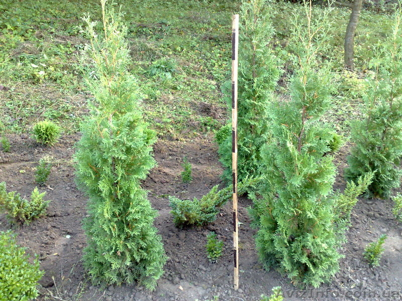 продам Декоративні сажанці  - <ro>Изображение</ro><ru>Изображение</ru> #1, <ru>Объявление</ru> #89167