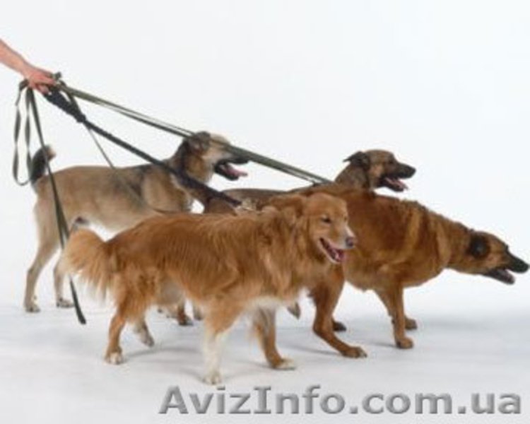 Выгул собак в Киеве - <ro>Изображение</ro><ru>Изображение</ru> #2, <ru>Объявление</ru> #92652