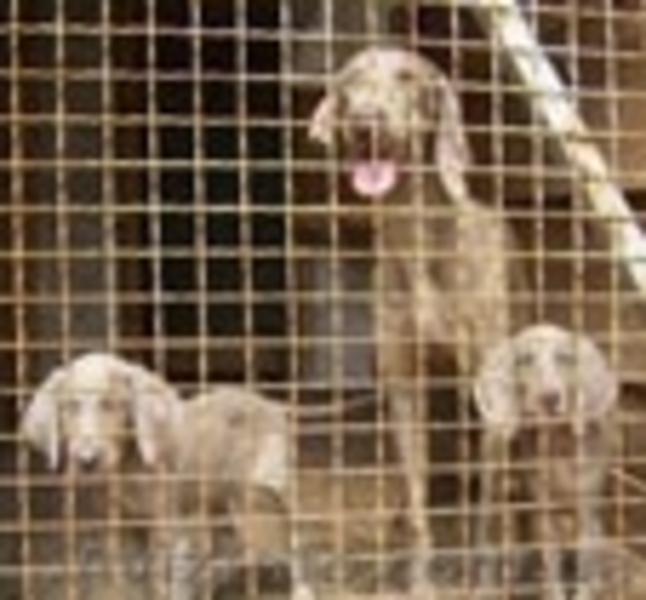 Продажа щенков любой породы - <ro>Изображение</ro><ru>Изображение</ru> #1, <ru>Объявление</ru> #92654