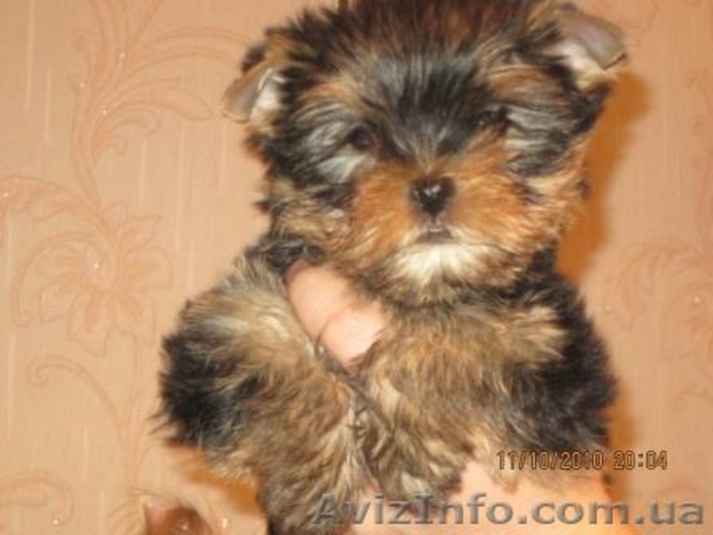 Йоркширский терьер,Клеймо,КСУ - <ro>Изображение</ro><ru>Изображение</ru> #2, <ru>Объявление</ru> #104724