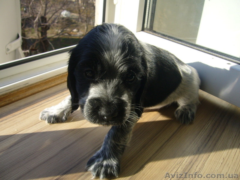 щенки английского кокер-спаниеля - <ro>Изображение</ro><ru>Изображение</ru> #1, <ru>Объявление</ru> #111173