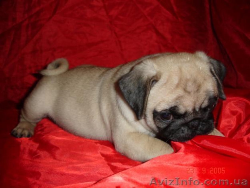 ПРОДАМ СРОЧНО ЩЕНКОВ МОПСА) - <ro>Изображение</ro><ru>Изображение</ru> #5, <ru>Объявление</ru> #99388