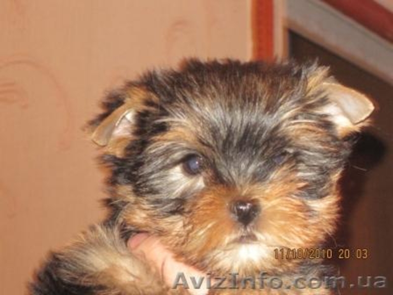 Йоркширский терьер,Клеймо,КСУ - <ro>Изображение</ro><ru>Изображение</ru> #1, <ru>Объявление</ru> #104724