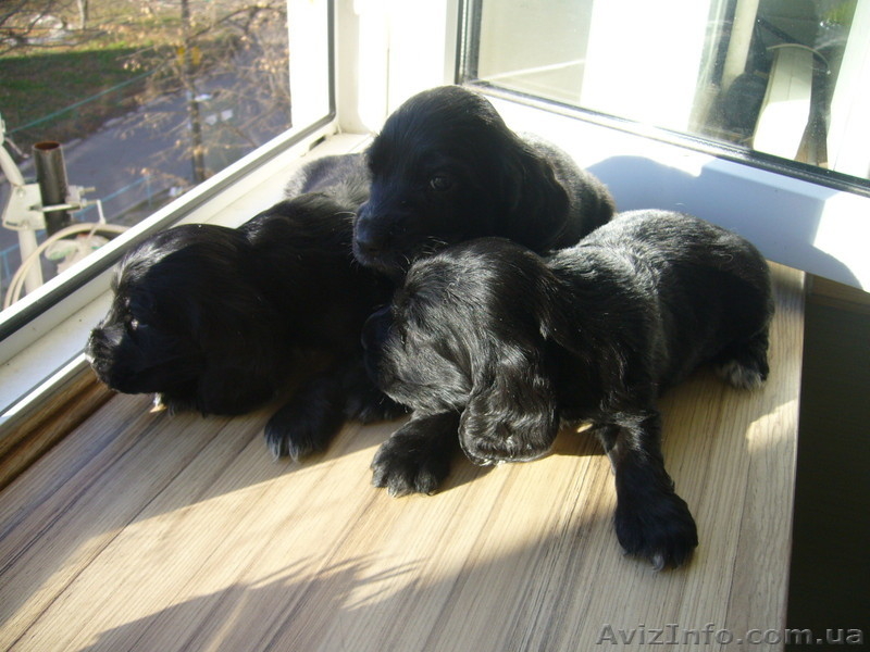 щенки английского кокер-спаниеля - <ro>Изображение</ro><ru>Изображение</ru> #2, <ru>Объявление</ru> #111173