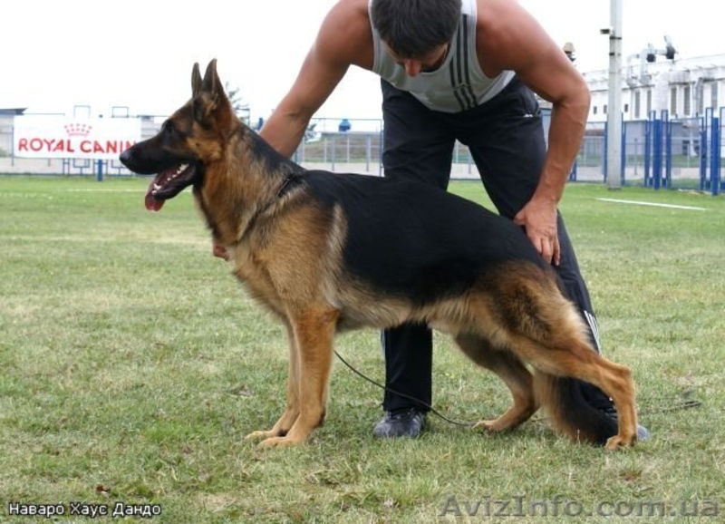 щенки немецкой овчарки д.рождения 01.11.10 - <ro>Изображение</ro><ru>Изображение</ru> #4, <ru>Объявление</ru> #104760