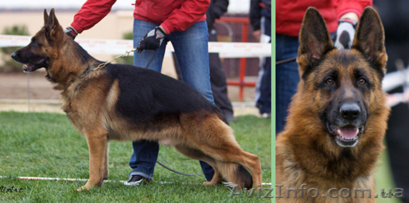 щенки немецкой овчарки д.рождения 01.11.10 - <ro>Изображение</ro><ru>Изображение</ru> #1, <ru>Объявление</ru> #104760