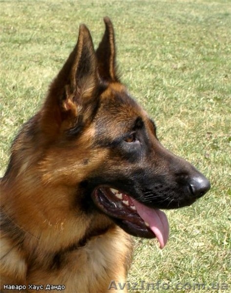 щенки немецкой овчарки д.рождения 01.11.10 - <ro>Изображение</ro><ru>Изображение</ru> #2, <ru>Объявление</ru> #104760