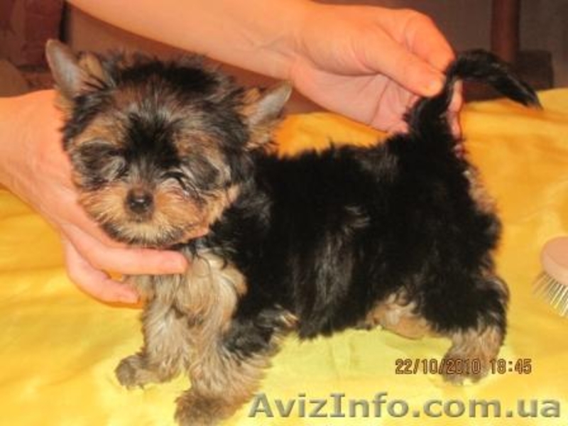 Йоркширский терьер,Клеймо,КСУ - <ro>Изображение</ro><ru>Изображение</ru> #3, <ru>Объявление</ru> #104724