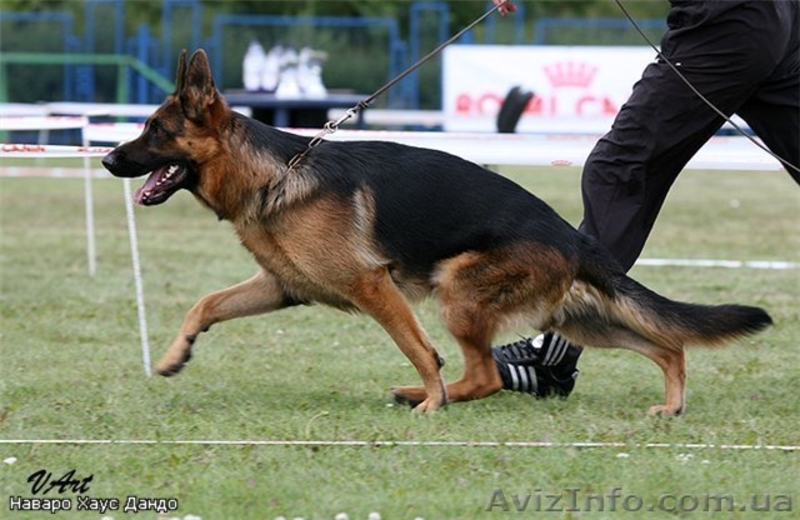 щенки немецкой овчарки д.рождения 01.11.10 - <ro>Изображение</ro><ru>Изображение</ru> #3, <ru>Объявление</ru> #104760