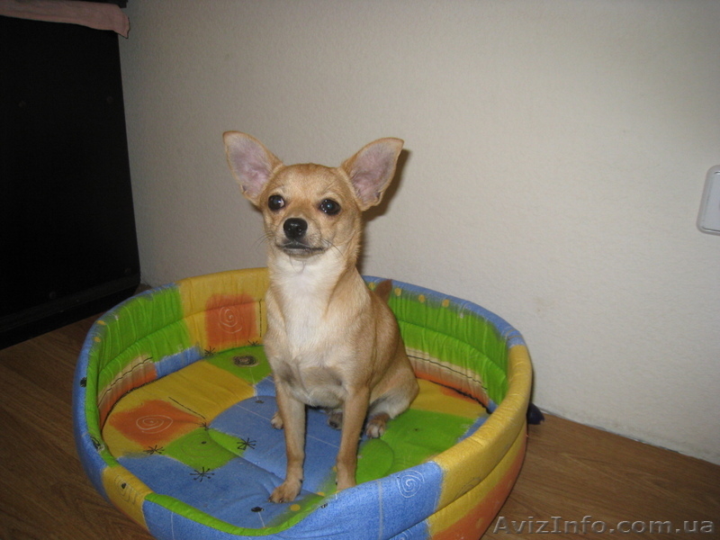 (Люда)sevkovit@mail.ru(0685911613 ) - <ro>Изображение</ro><ru>Изображение</ru> #1, <ru>Объявление</ru> #107765