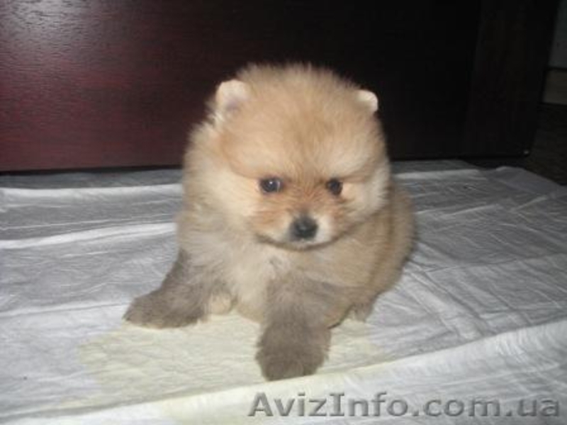 Померанский Шпиц,КСУ Доставка - <ro>Изображение</ro><ru>Изображение</ru> #3, <ru>Объявление</ru> #104728