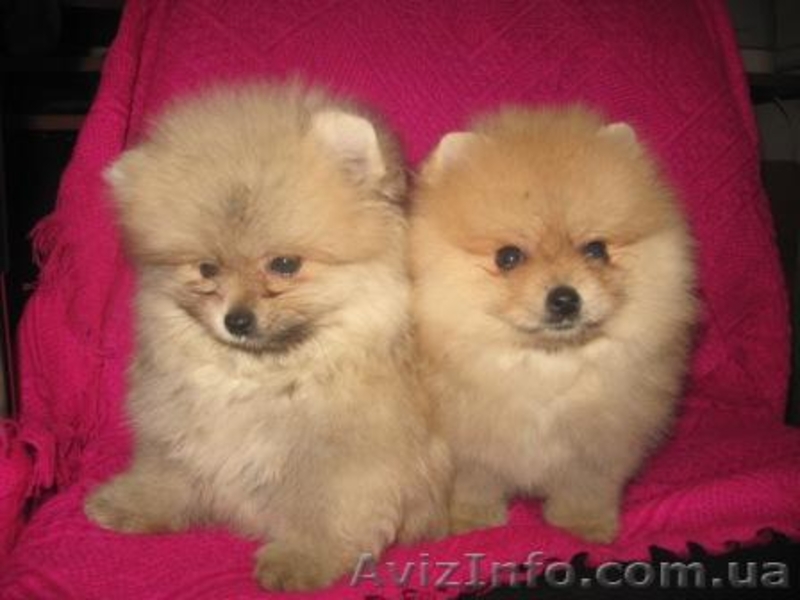 Шпиц                               - <ro>Изображение</ro><ru>Изображение</ru> #1, <ru>Объявление</ru> #118653