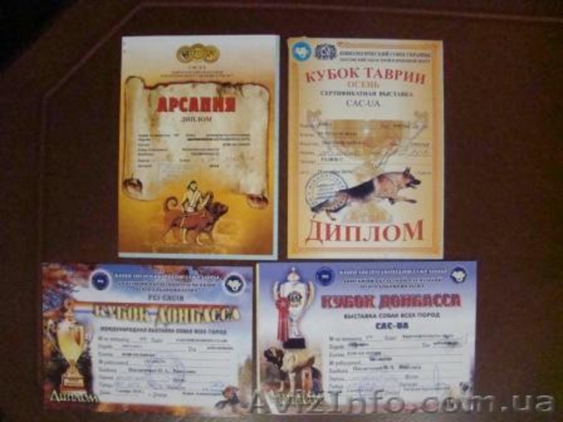 г.Николаев , Вадим, stepan201070@mail.ru, +380672704694 - <ro>Изображение</ro><ru>Изображение</ru> #2, <ru>Объявление</ru> #109281