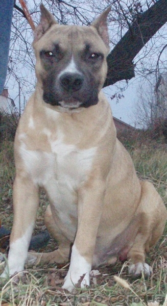 Шикарные Щенки амстаффа  - <ro>Изображение</ro><ru>Изображение</ru> #1, <ru>Объявление</ru> #117328