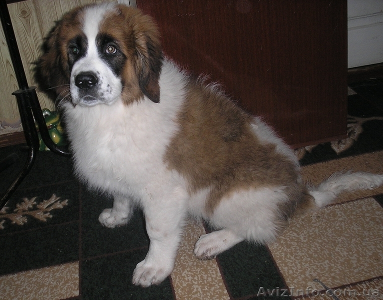Щенки Москойской сторожевой - <ro>Изображение</ro><ru>Изображение</ru> #1, <ru>Объявление</ru> #82066