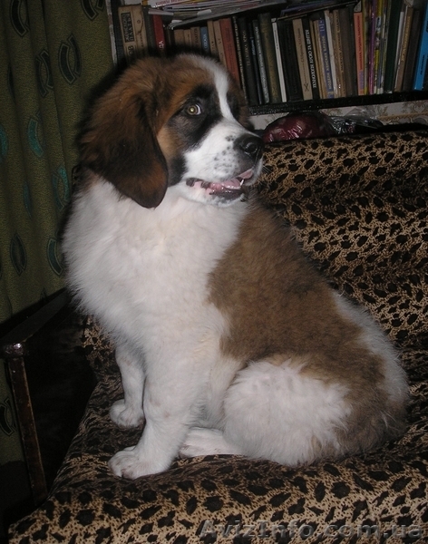 Щенки Москойской сторожевой - <ro>Изображение</ro><ru>Изображение</ru> #5, <ru>Объявление</ru> #82066