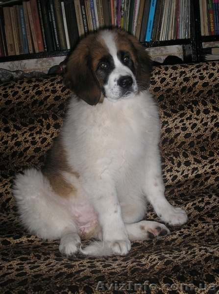 Щенки Москойской сторожевой - <ro>Изображение</ro><ru>Изображение</ru> #3, <ru>Объявление</ru> #82066