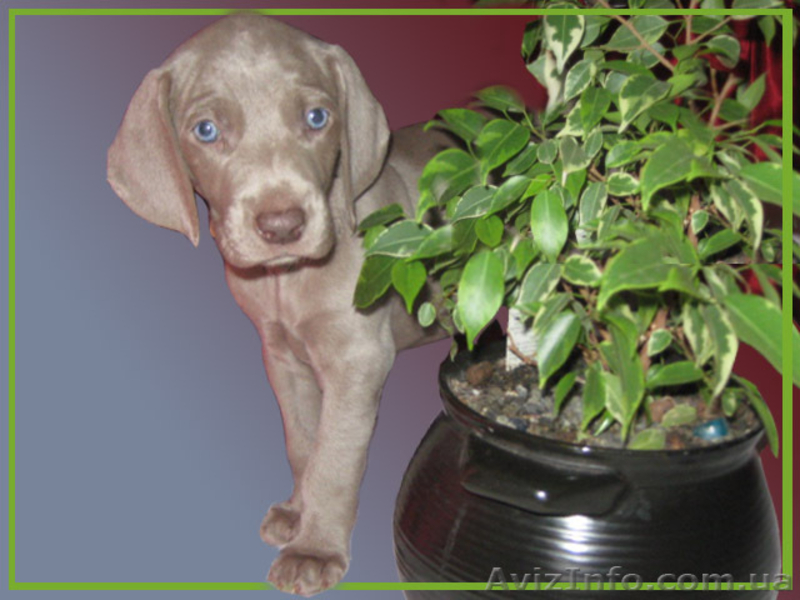 Веймаранер – самый преданный друг и охотник - <ro>Изображение</ro><ru>Изображение</ru> #2, <ru>Объявление</ru> #103692