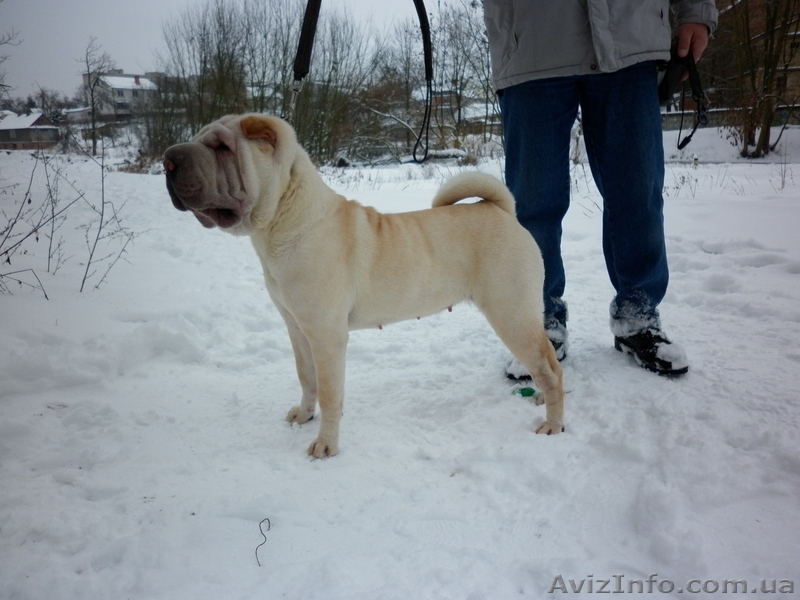 Очаровательные щенки шар-пея - <ro>Изображение</ro><ru>Изображение</ru> #1, <ru>Объявление</ru> #122022