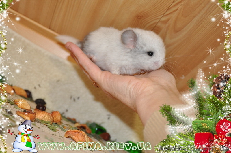 Шиншилла. Разведение и продажа шиншилл. - <ro>Изображение</ro><ru>Изображение</ru> #3, <ru>Объявление</ru> #133329