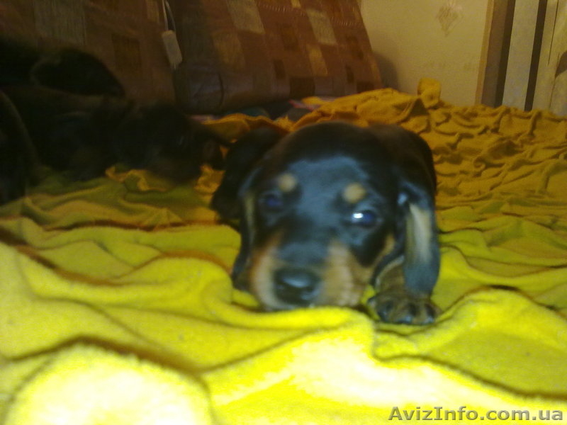 Лучшие щенки таксы - <ro>Изображение</ro><ru>Изображение</ru> #3, <ru>Объявление</ru> #131872