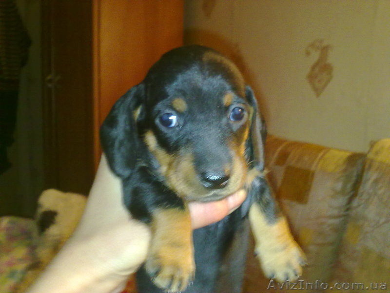 Лучшие щенки таксы - <ro>Изображение</ro><ru>Изображение</ru> #1, <ru>Объявление</ru> #131872