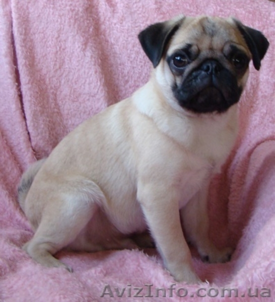 Высококлассный щенок мопса - <ro>Изображение</ro><ru>Изображение</ru> #2, <ru>Объявление</ru> #124117