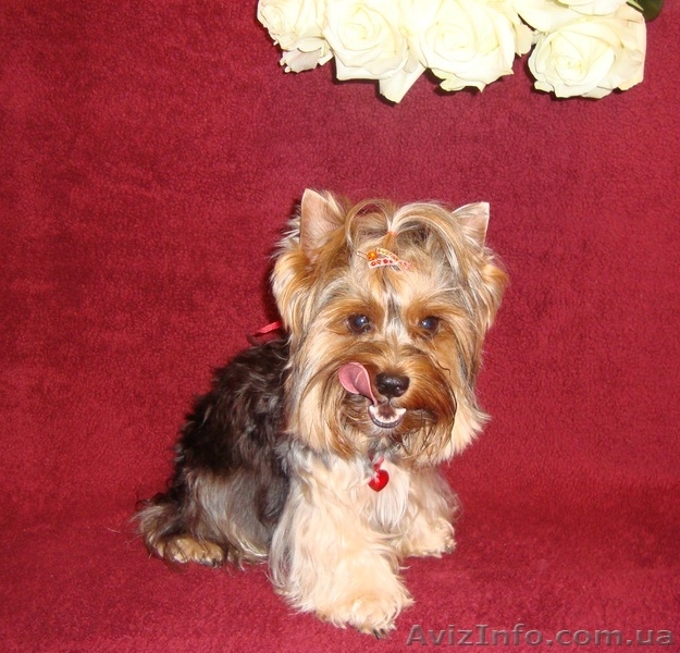 щенки йоркширского терьера от титулованных родителей - <ro>Изображение</ro><ru>Изображение</ru> #4, <ru>Объявление</ru> #130181