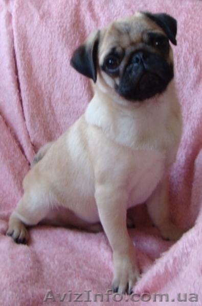 Высококлассный щенок мопса - <ro>Изображение</ro><ru>Изображение</ru> #3, <ru>Объявление</ru> #124117