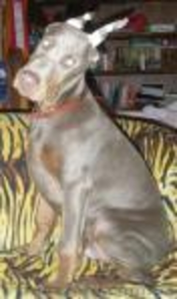 Снежный доберман! - <ro>Изображение</ro><ru>Изображение</ru> #1, <ru>Объявление</ru> #133546