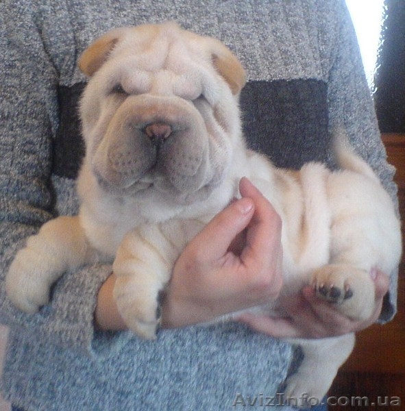 Очаровательные щенки шар-пея - <ro>Изображение</ro><ru>Изображение</ru> #4, <ru>Объявление</ru> #122022