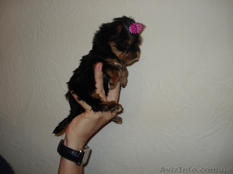 Микро девочка йоркширский терьер - <ro>Изображение</ro><ru>Изображение</ru> #1, <ru>Объявление</ru> #121724
