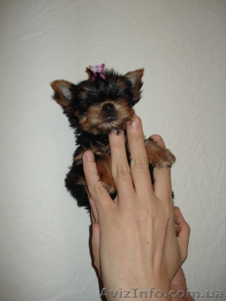 Микро девочка йоркширский терьер - <ro>Изображение</ro><ru>Изображение</ru> #2, <ru>Объявление</ru> #121724