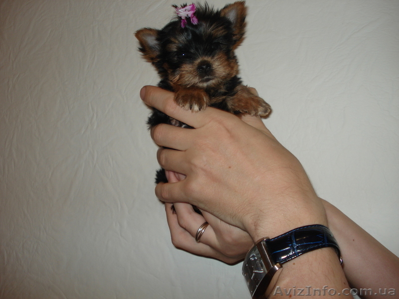 Микро девочка йоркширский терьер - <ro>Изображение</ro><ru>Изображение</ru> #3, <ru>Объявление</ru> #121724