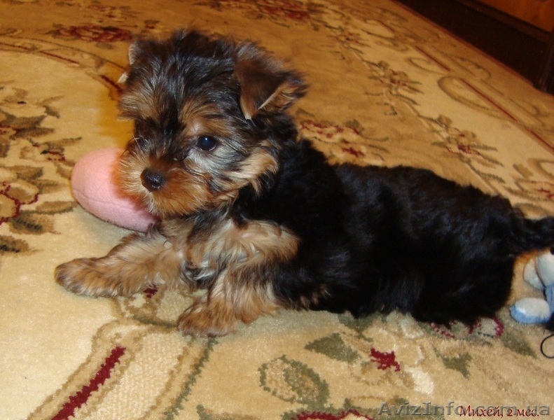 щенки йоркширского терьера от титулованных родителей - <ro>Изображение</ro><ru>Изображение</ru> #1, <ru>Объявление</ru> #130181