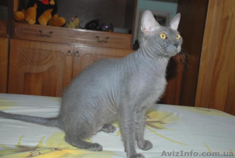 Нужна кошечка для вязки - <ro>Изображение</ro><ru>Изображение</ru> #2, <ru>Объявление</ru> #129564