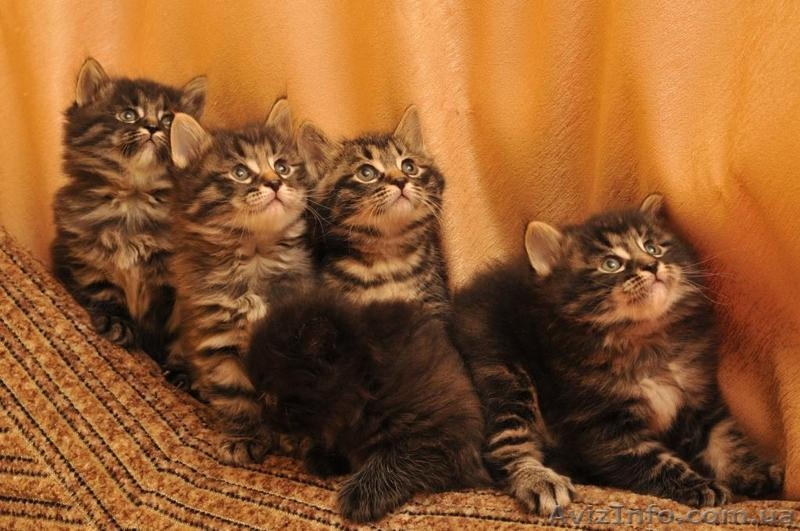 Продам котят породы Курильский бобтейл - <ro>Изображение</ro><ru>Изображение</ru> #1, <ru>Объявление</ru> #121775